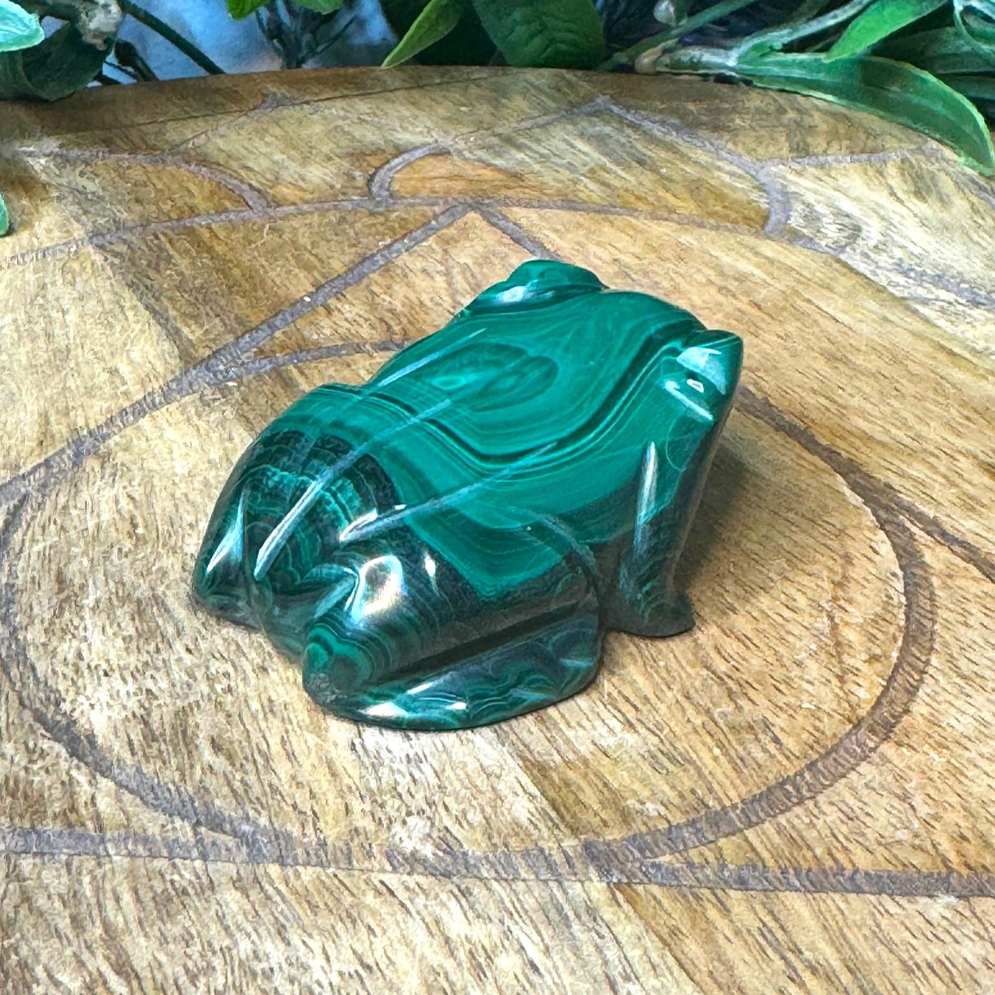 Malachite Frog