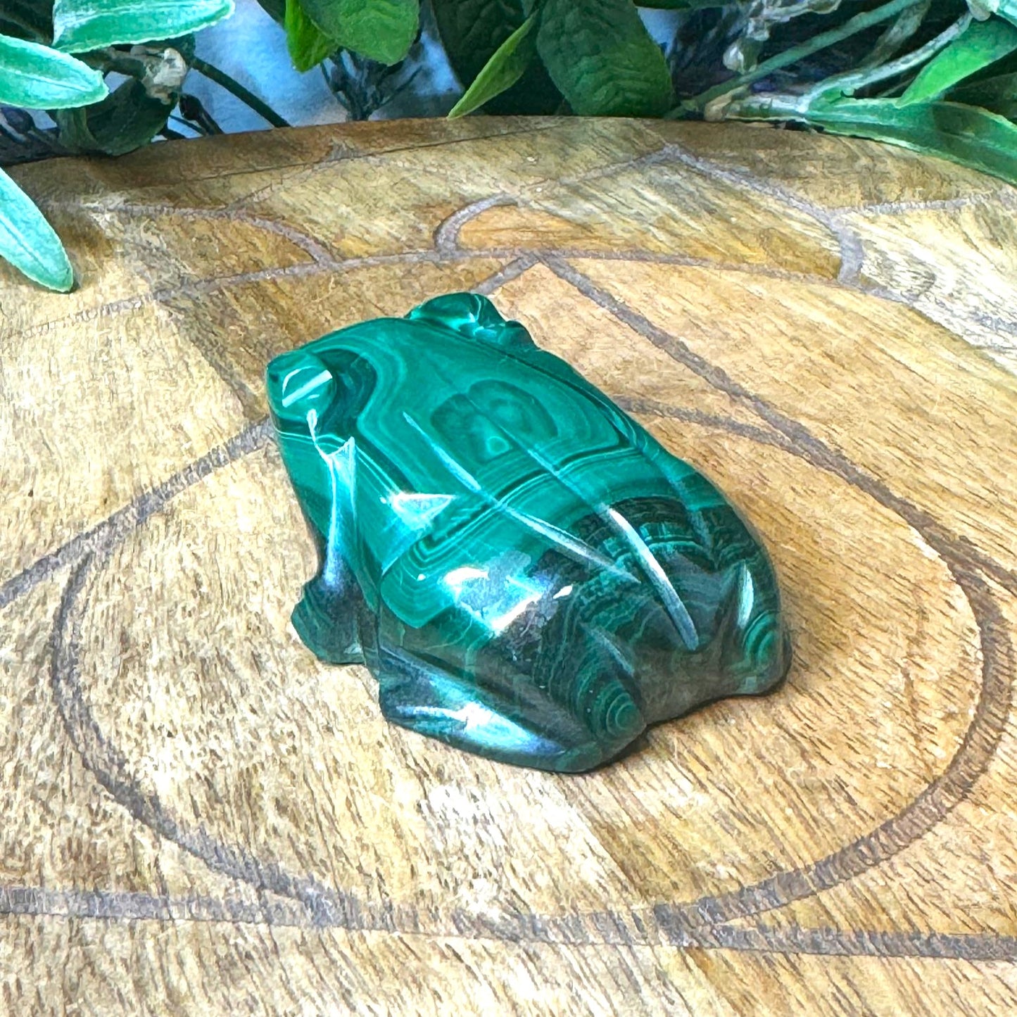 Malachite Frog