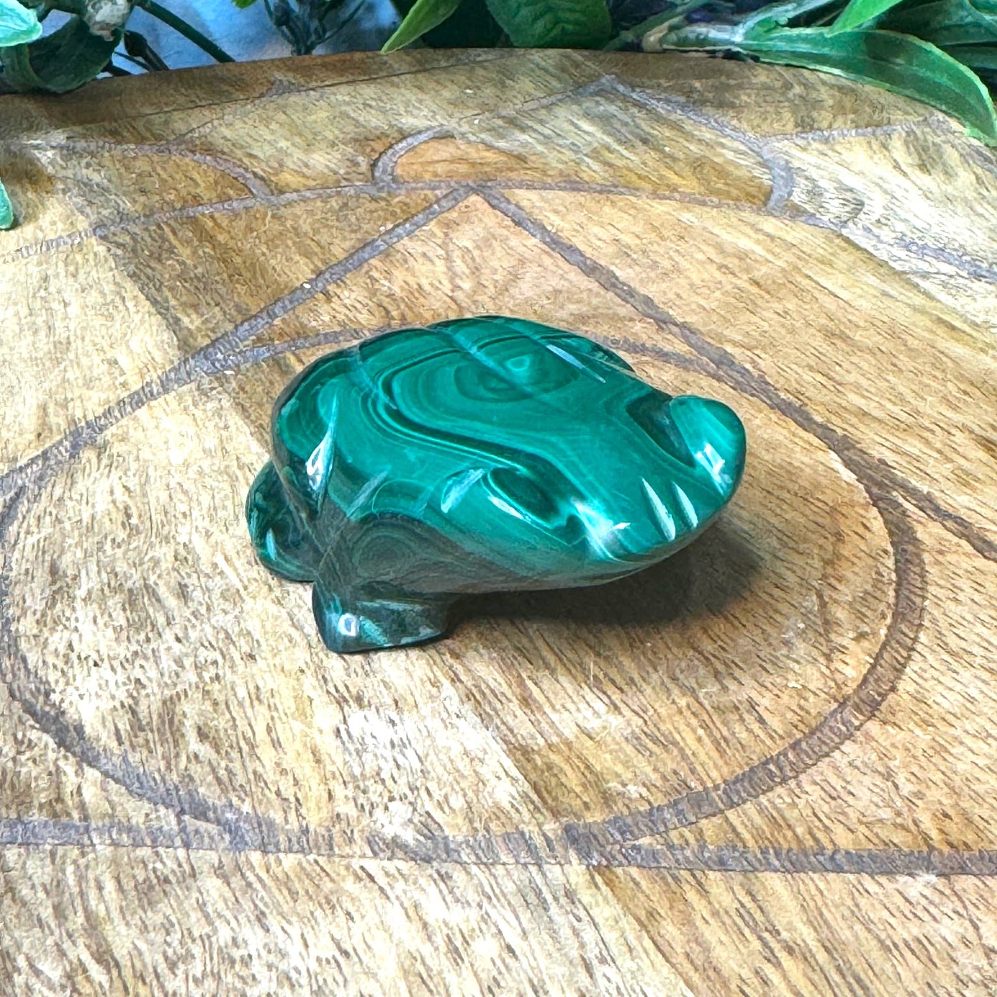 Malachite Frog