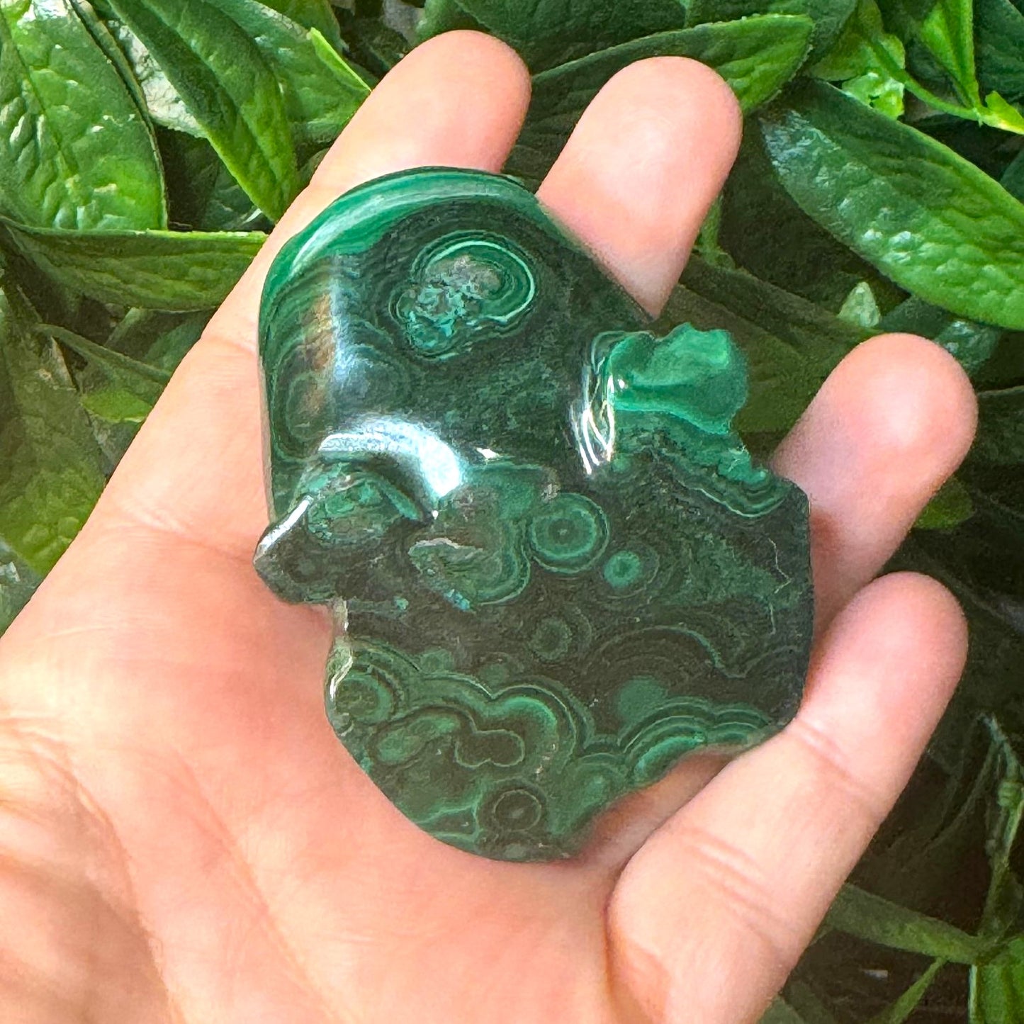 Malachite Frog