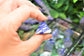 Lapis Lazuli Crystal Pyramids