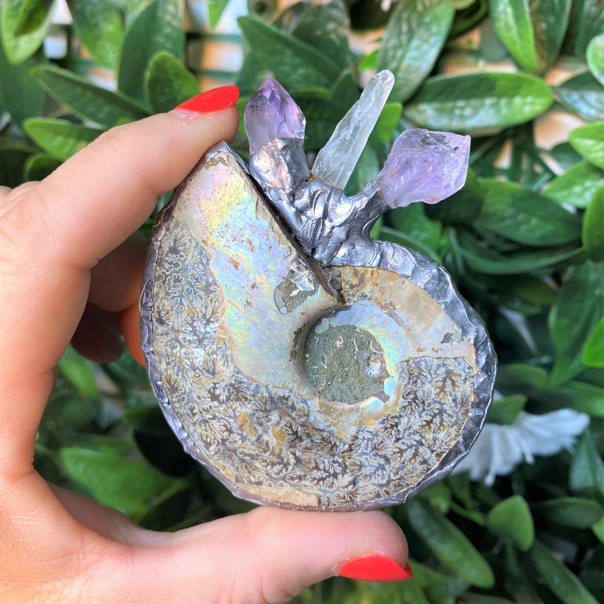 Ammonite with Amethyst Clear Quartz Natural Witch