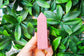 Pink Opal Obelisk